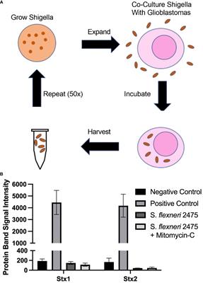 Generating Shigella that internalize into glioblastoma cells